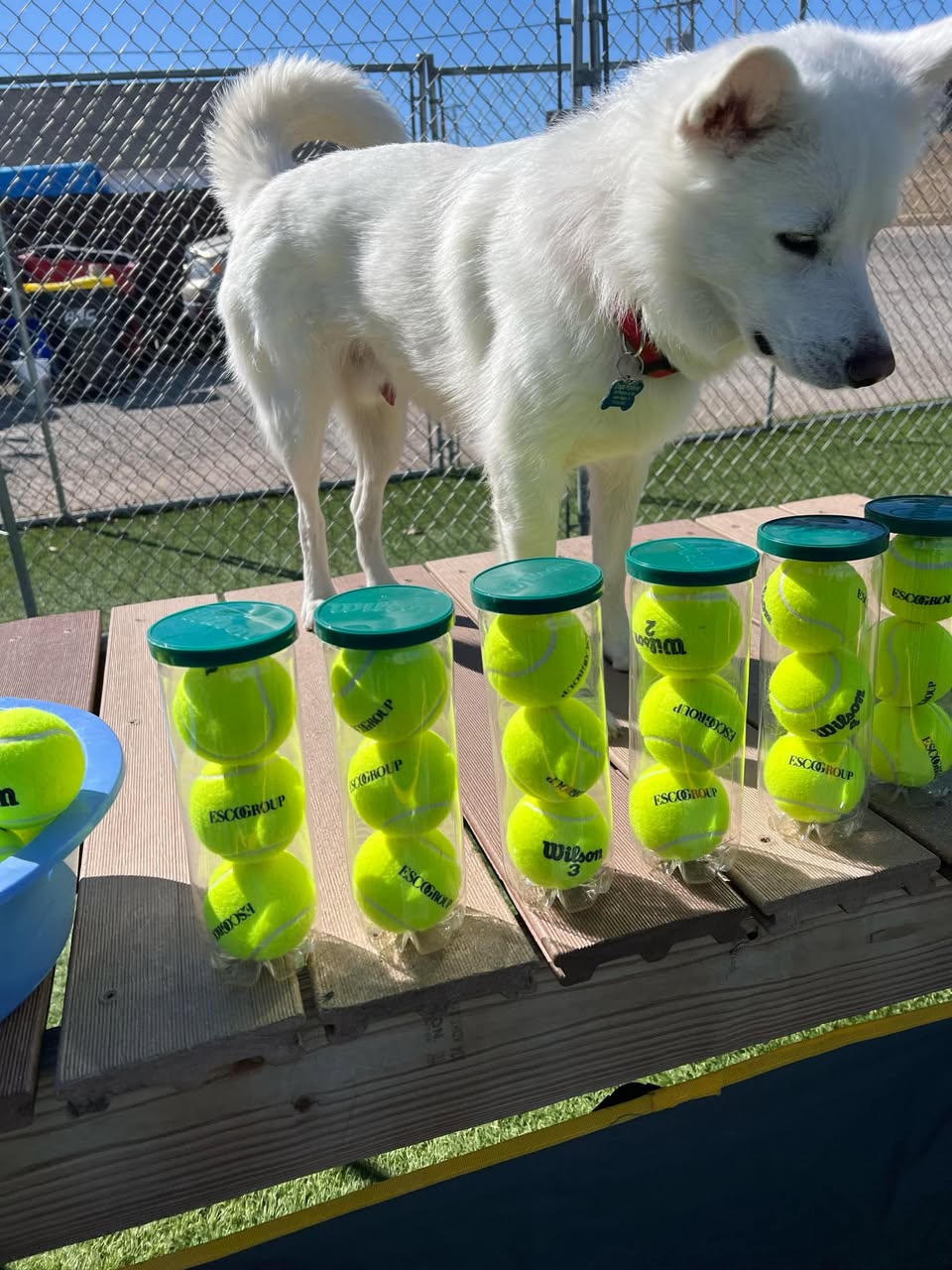 scintilla dog shelter