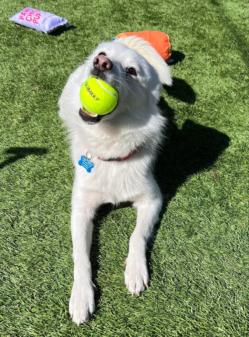 tennis balls dog shelter